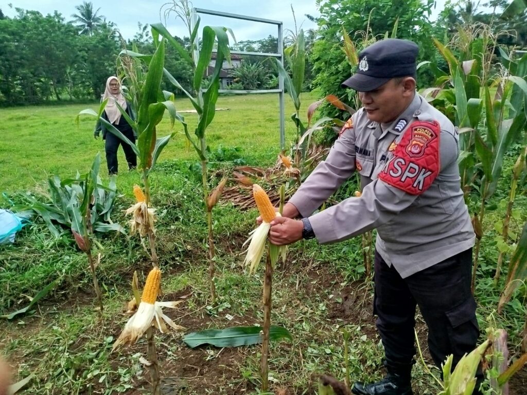 Polsek Cimanuk Bersama Petani Desa Cikaduen Panen Jagung, Wujud Nyata Dukung Swasembada Pangan 6 WhatsApp Image 2026 02 24 at 12.54.55