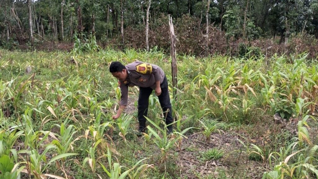 Polsek Cimanggu Polres Pandeglang Laksanakan Giat Pemeliharaan Tanaman Jagung Dukung Swasembada Pangan 4 WhatsApp Image 2026 02 24 at 14.33.54