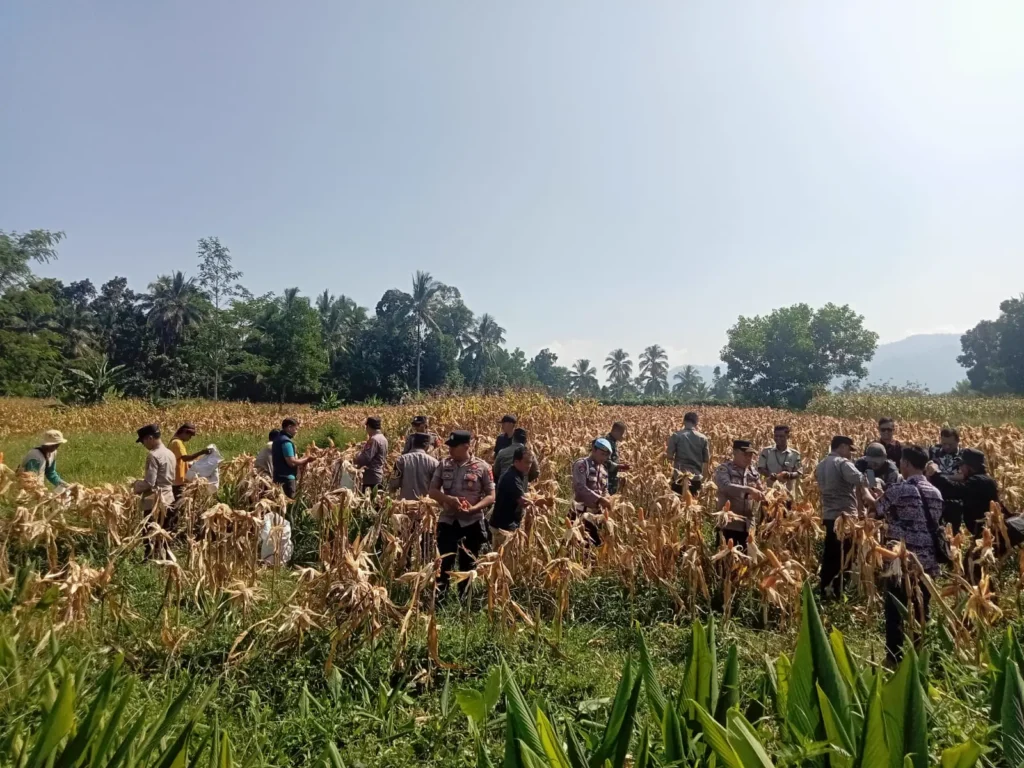 Dukung Swasembada Jagung Nasional, Polsek Pulosari Gelar Panen Raya Jagung Tahun 2026 6 MConverter.eu WhatsApp Image 2026 06 11 at 14.05.47