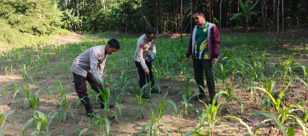 Polsek Angsana Bersama Kelompok Tani Perkuat Program Swasembada Pangan Melalui Budidaya Jagung Hibrida 5 MConverter.eu WhatsApp Image 2026 06 11 at 17.51.54