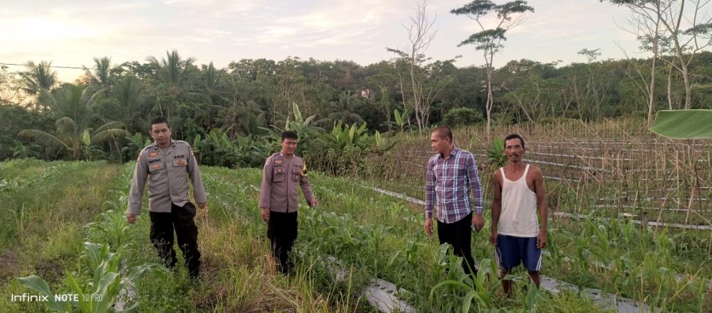 Dukung Ketahanan Pangan Nasional, Polsek Angsana Monitoring Tanaman Jagung Hibrida Program CPCL 2026 di Desa Karangsari 9 WhatsApp Image 2026 06 10 at 13.44.00