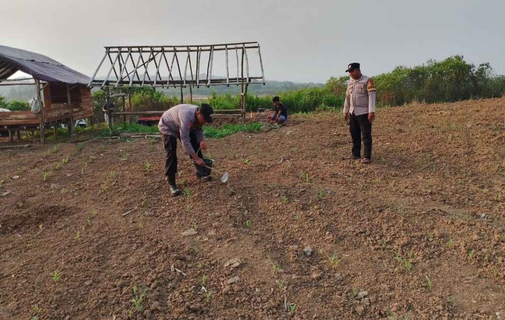 Polsek Munjul Polres Pandeglang Laksanakan Pemupukan Perdana Jagung 10 HST di Lahan PAT Desa Gunungbatu 7 WhatsApp Image 2026 06 20 at 18.50.08 11zon