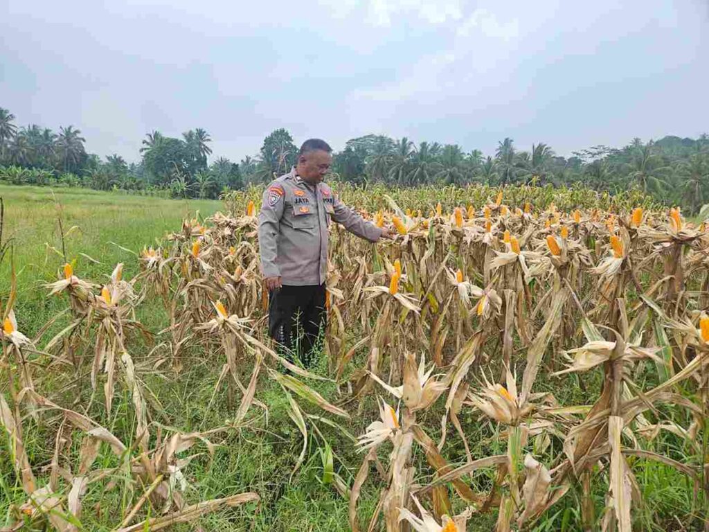 Sinergi Polisi dan Masyarakat, Polsek Labuan Sukses Panen Jagung di Kecamatan Labuan 5 WhatsApp Image 2026 06 23 at 13.08.48 11zon