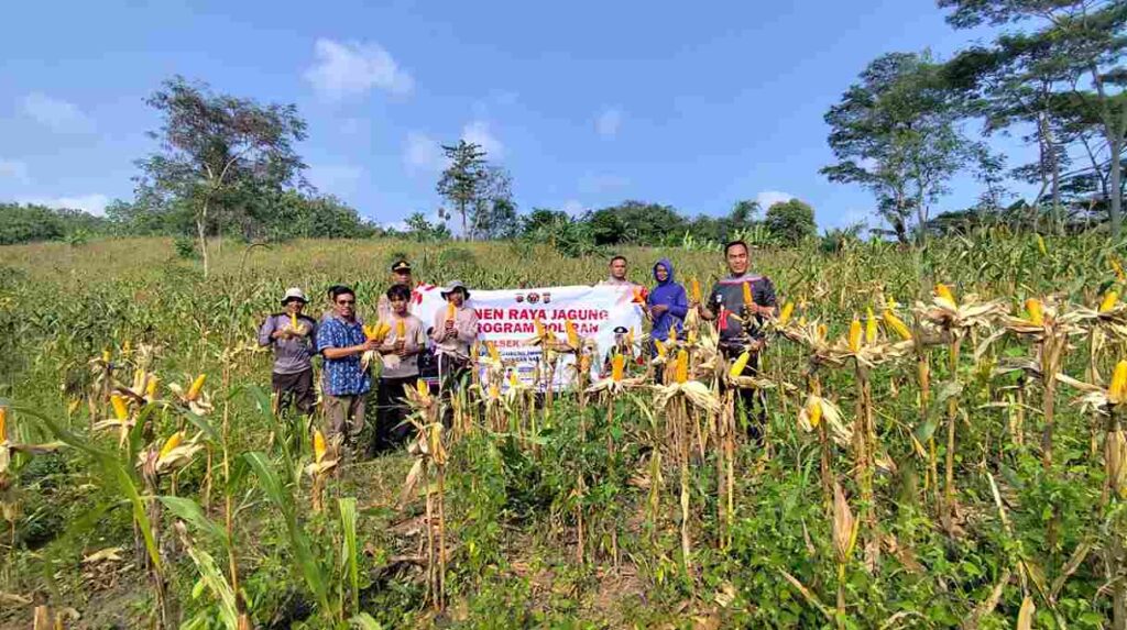 Perkuat Sinergitas dan Ketahanan Pangan, Polsek Panimbang Gelar Panen Jagung di Kampung Kuntili 3 WhatsApp Image 2026 06 26 at 09.27.24 11zon