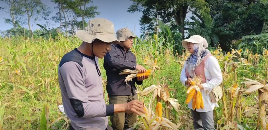 Polsek Panimbang dan Korluh Kecamatan Panimbang Panen Jagung Bersama, Wujud Nyata Ketahanan Pangan 9 sgsdf